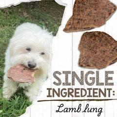 Dog chewing Nature Gnaws Lamb Lung Filets during playtime