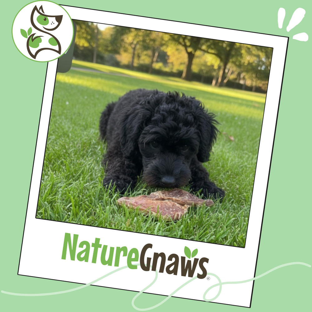 Made in USA Nature Gnaws Lamb Lung Filets packaging with grain-free claim