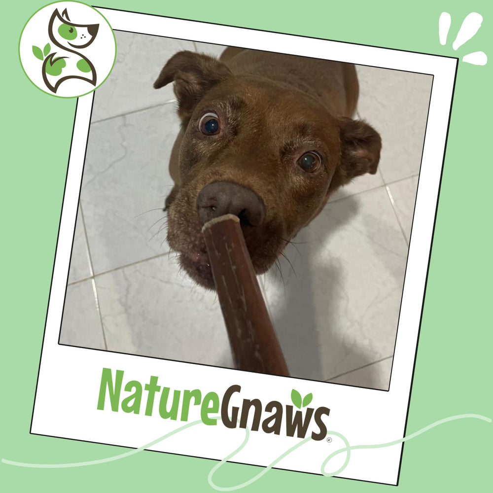 Nature Gnaws Large Bully Stick ideal for large dogs.