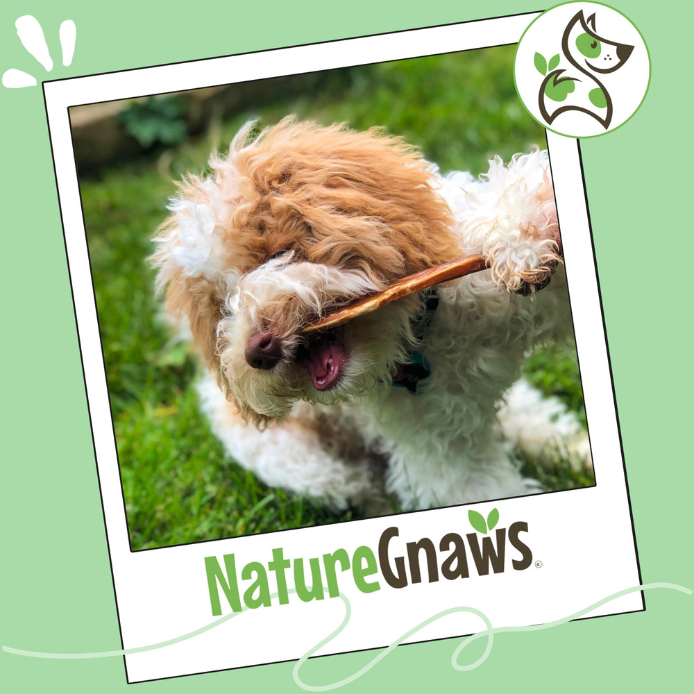 Nature Gnaws low-odor beef chews are grain-free and gluten-free for sensitive dogs.