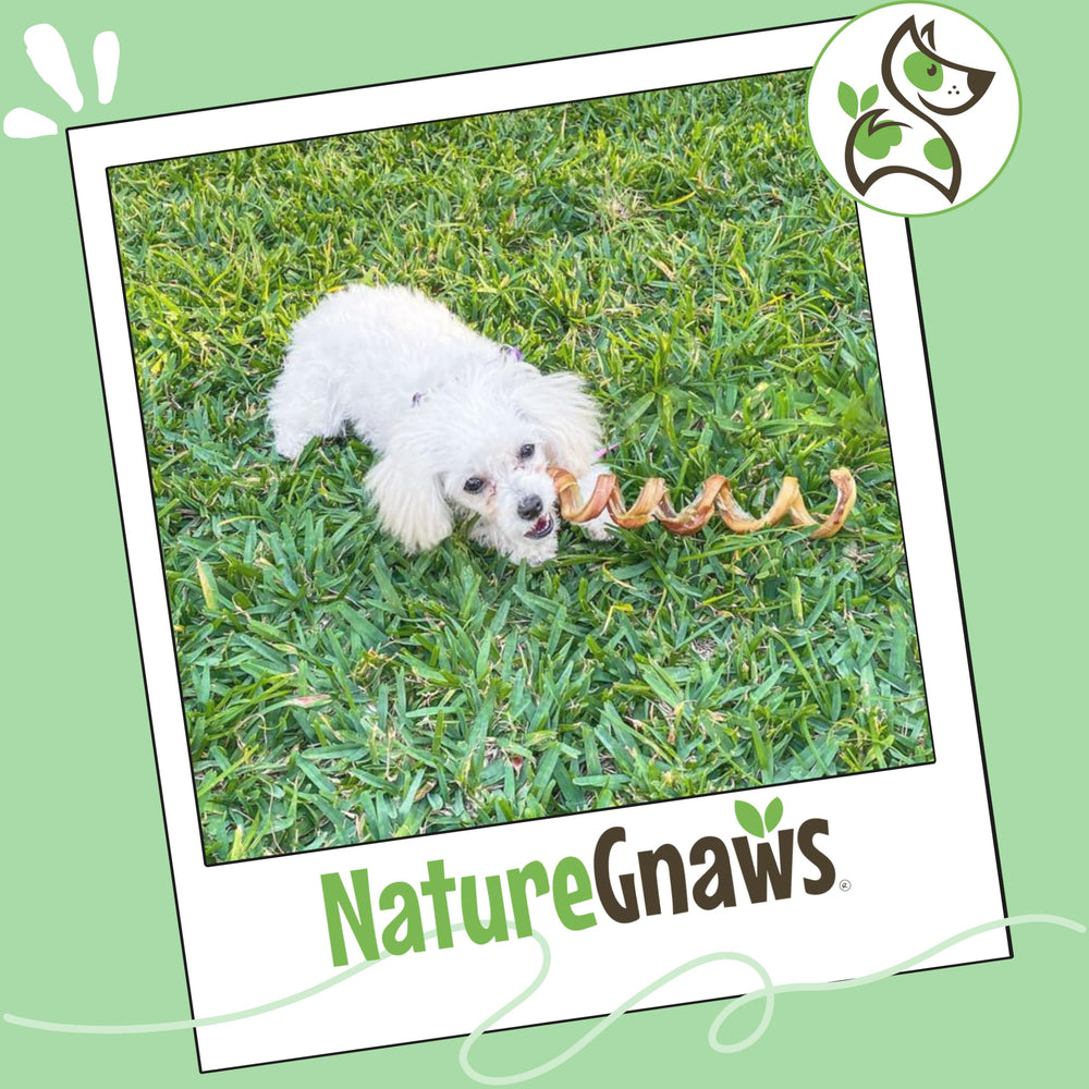 Nature Gnaws packaged dog chews 12-count for convenient stocking or travel