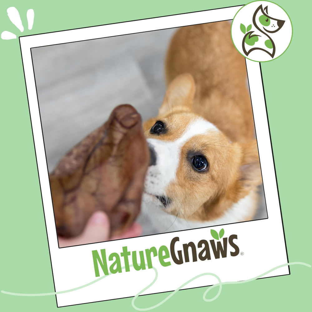 Nature Gnaws Pig Ears grain-free snack with no gluten.