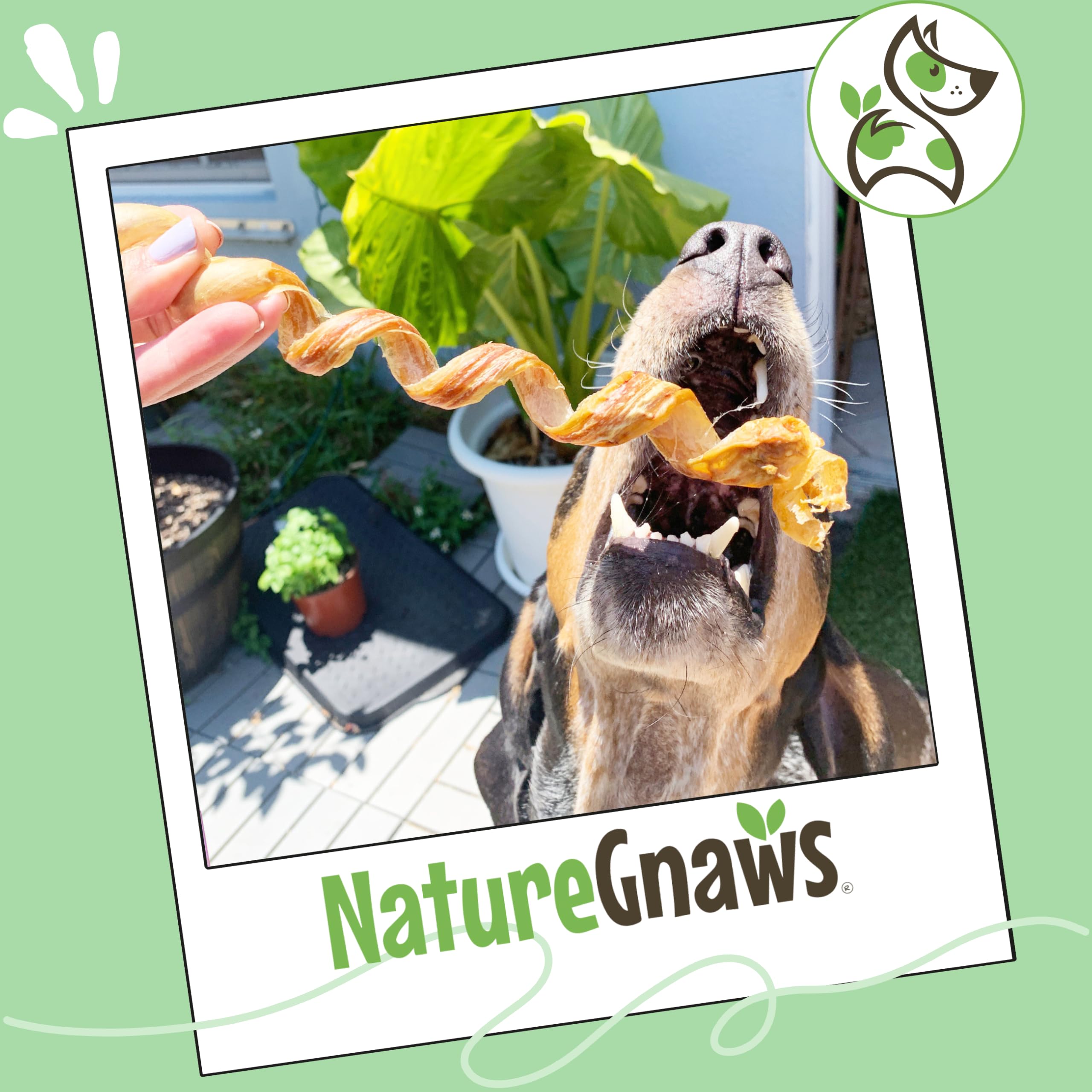 Nature Gnaws pork bully sticks for teething puppies and senior chewers