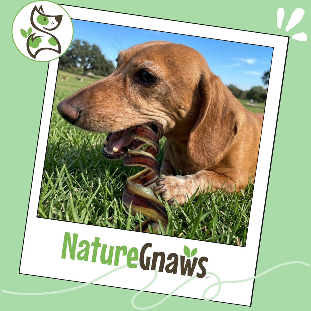 Nature Gnaws pork bully sticks low-odor chew promotes calm, focused chewing sessions