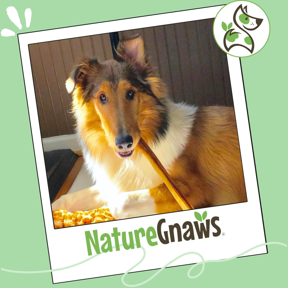 Nature Gnaws teething-friendly puppy chew for gentle relief and satisfaction.