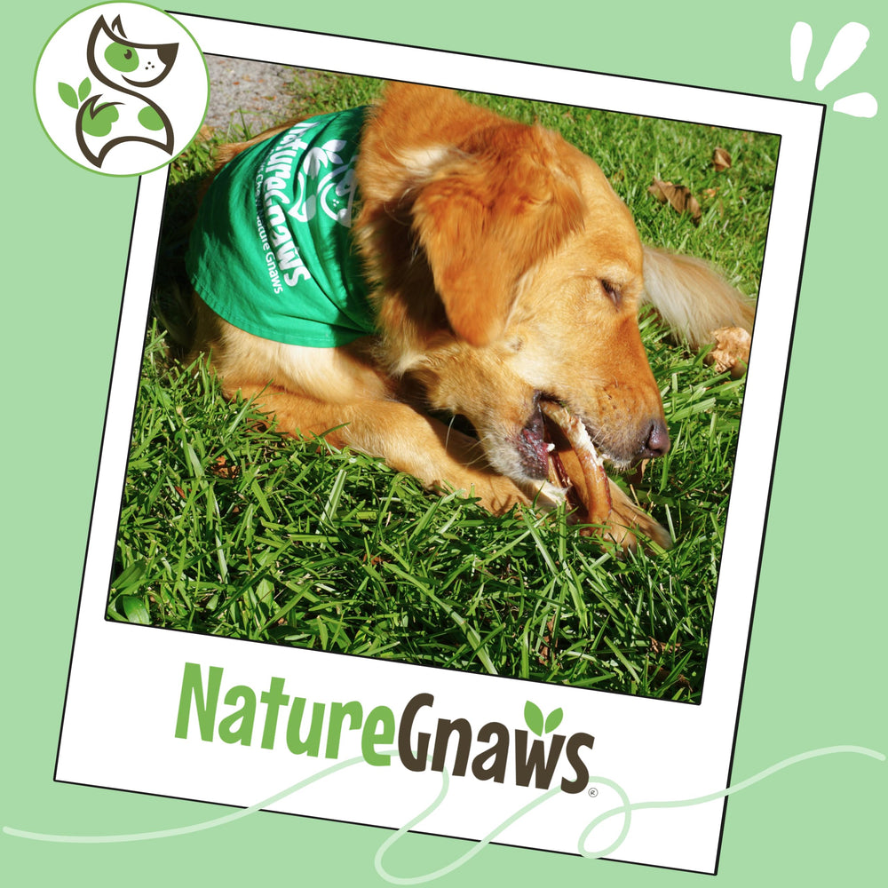 Nature Gnaws puppy-teething ring close-up showing small dogs enjoying a crunchy chew.