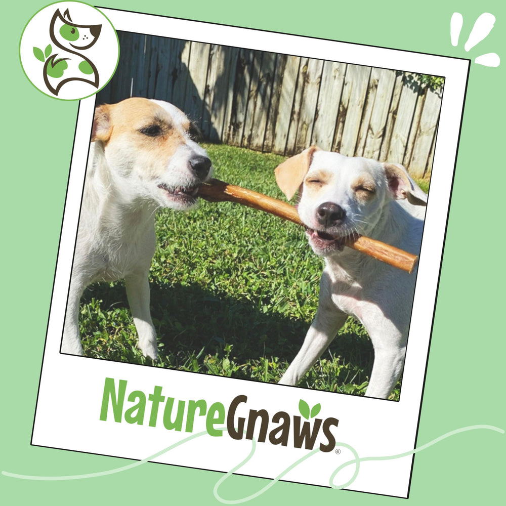 Nature Gnaws savory beef-flavor chew as a tasty reward during play.