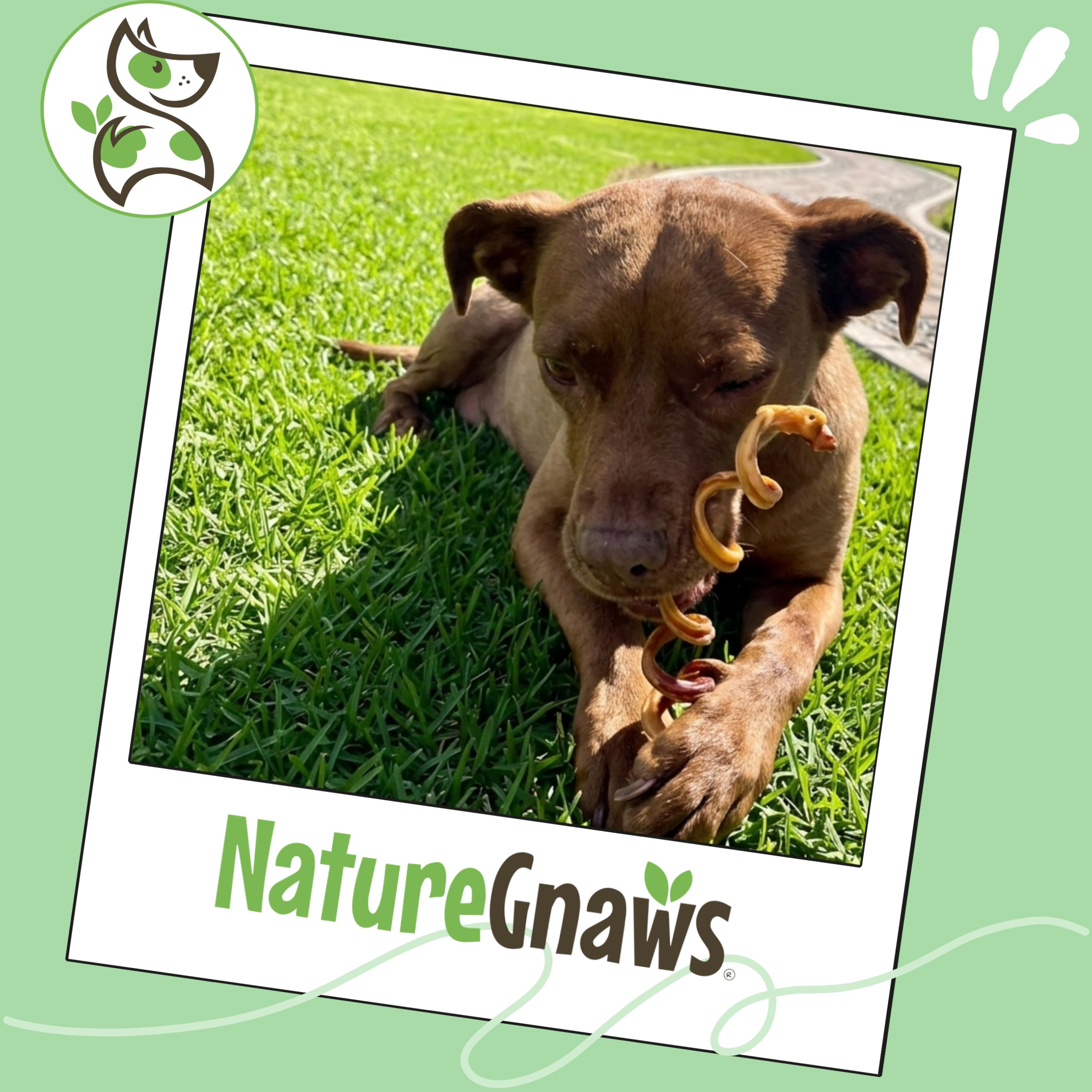 Nature Gnaws savory beef flavor chews reward dogs during playtime