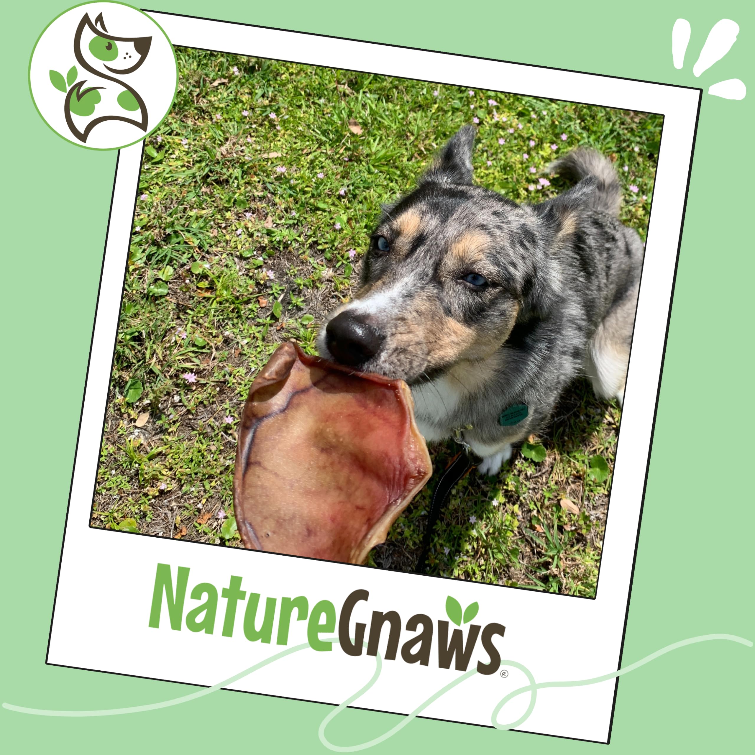 Nature Gnaws durable texture helps promote focused chewing sessions and reward-based training.