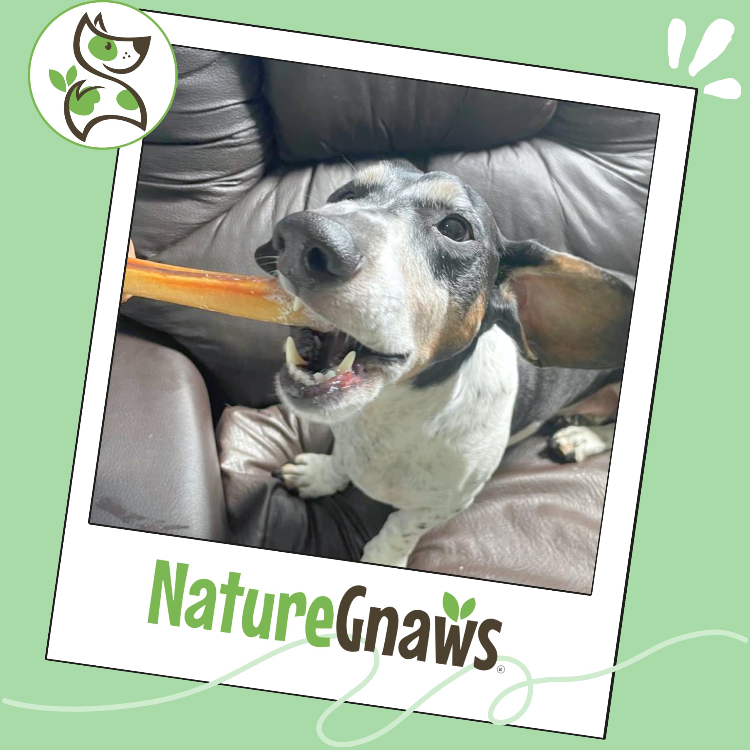 Nature Gnaws Small Bully Stick long-lasting chew, keeps pups occupied during playtime.