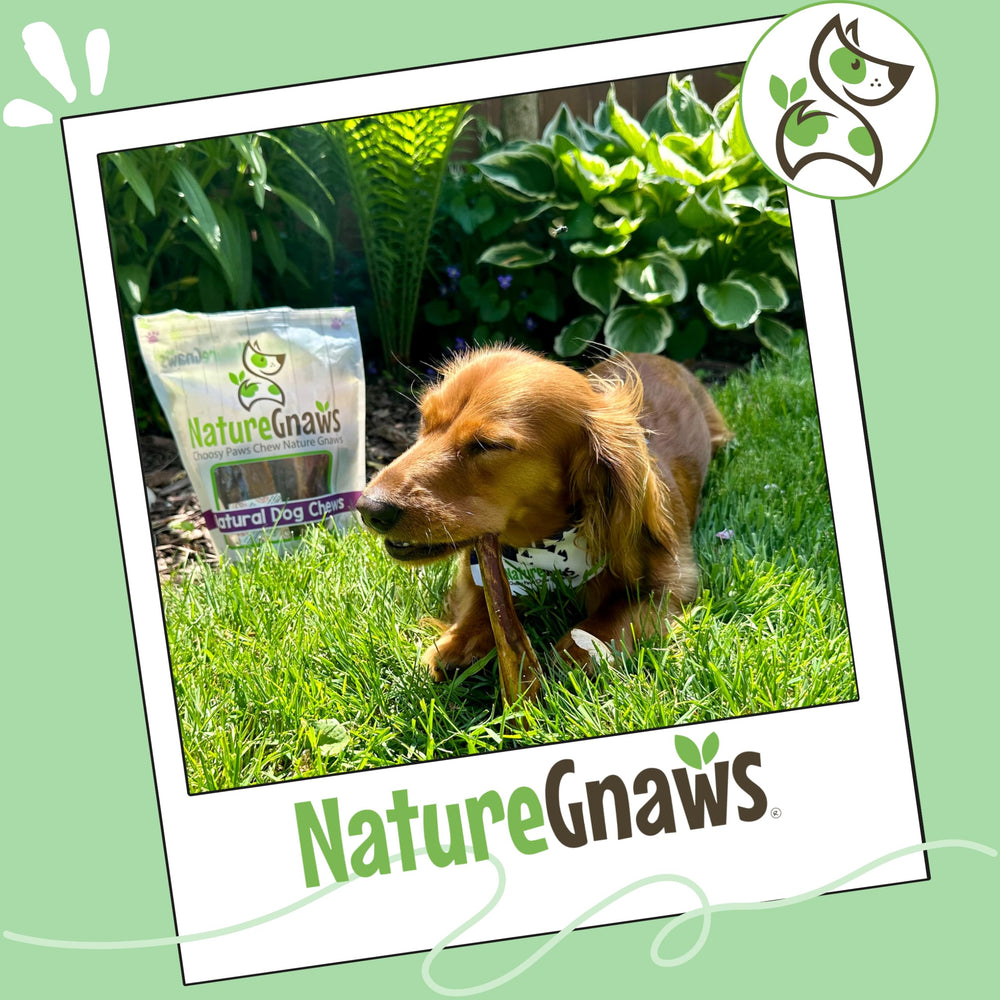 Nature Gnaws Thin Bully Sticks natural beef pizzle flavor