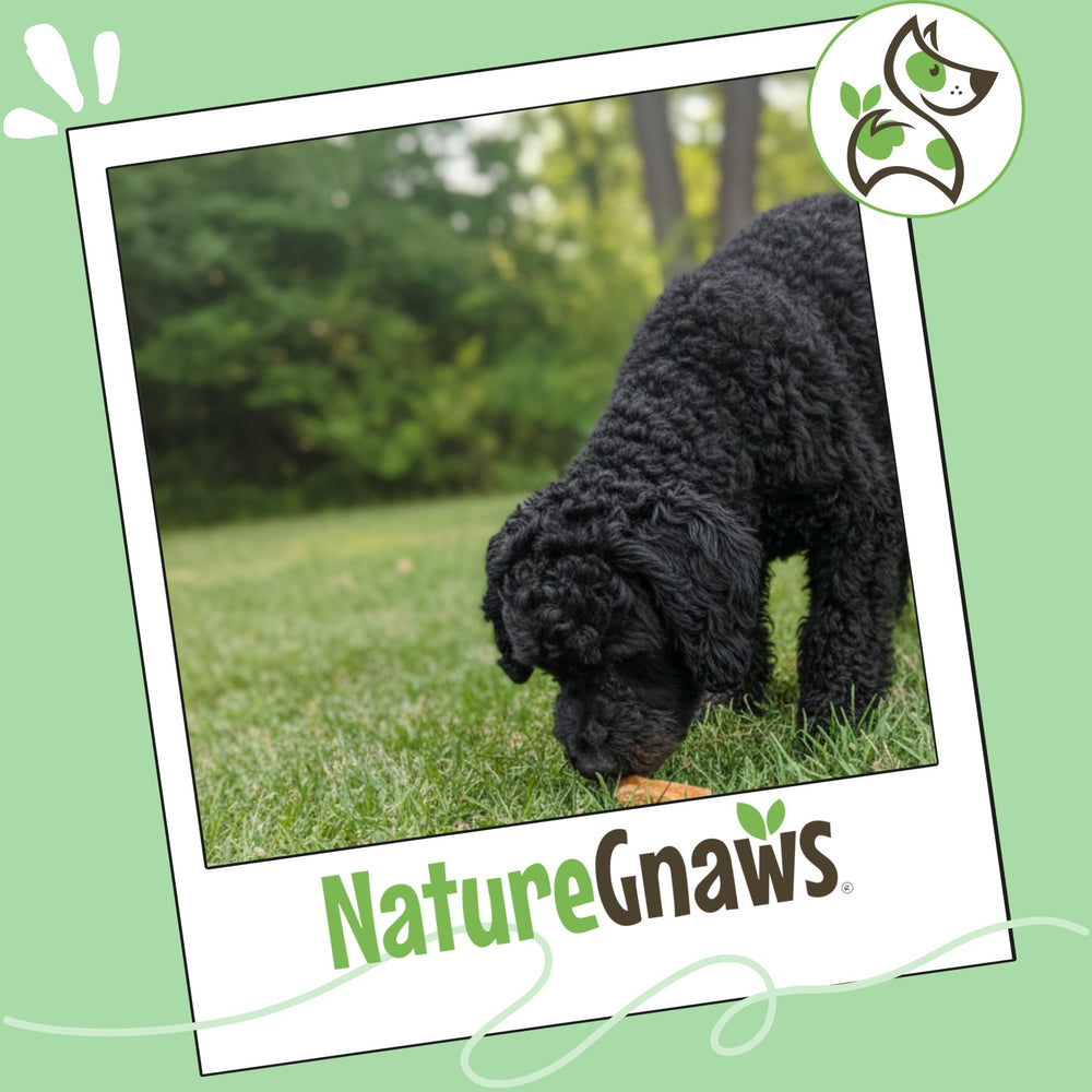 Nature Gnaws USA Chicken Tenders aroma and flavor boost dog delight.