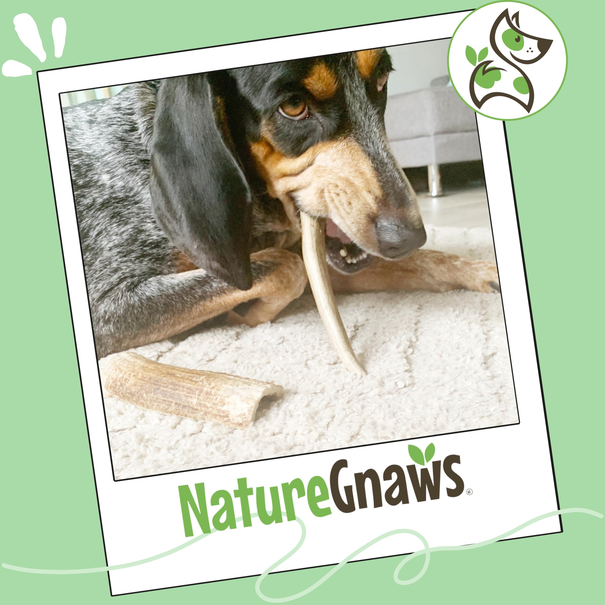 Nature Gnaws elk antlers are USA-sourced and harvested from naturally fallen sheds.