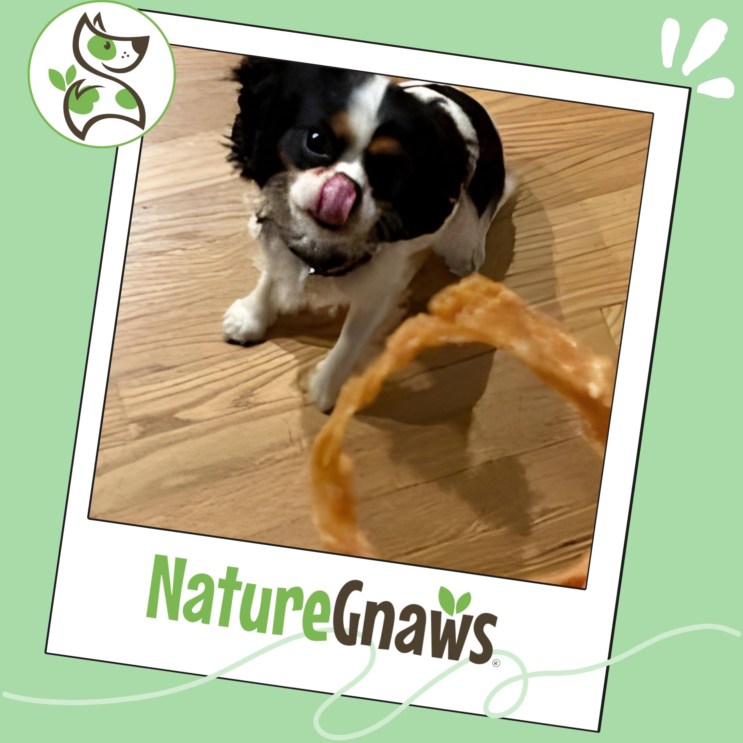 Small dog enjoys Nature Gnaws Turkey Tendon Rings reward.
