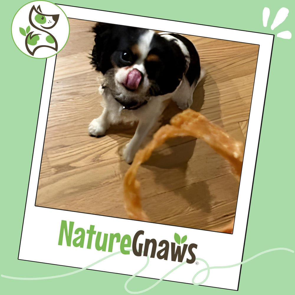 Small dog enjoys Nature Gnaws Turkey Tendon Rings reward.