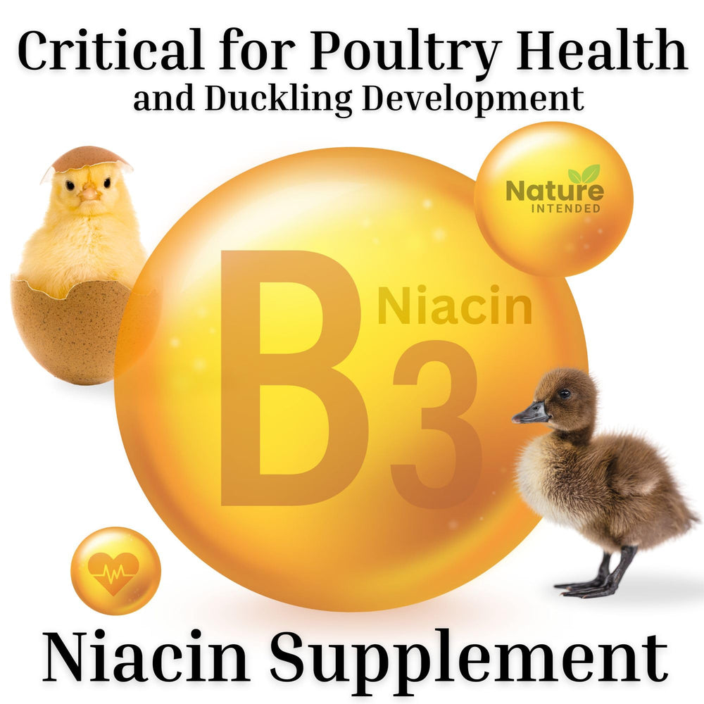 Nature INTENDED ducks and chickens eggs illustration highlights richer yolks potential