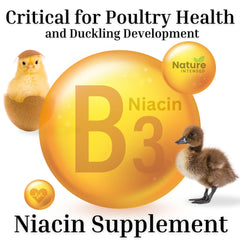 Nature INTENDED ducks and chickens eggs illustration highlights richer yolks potential