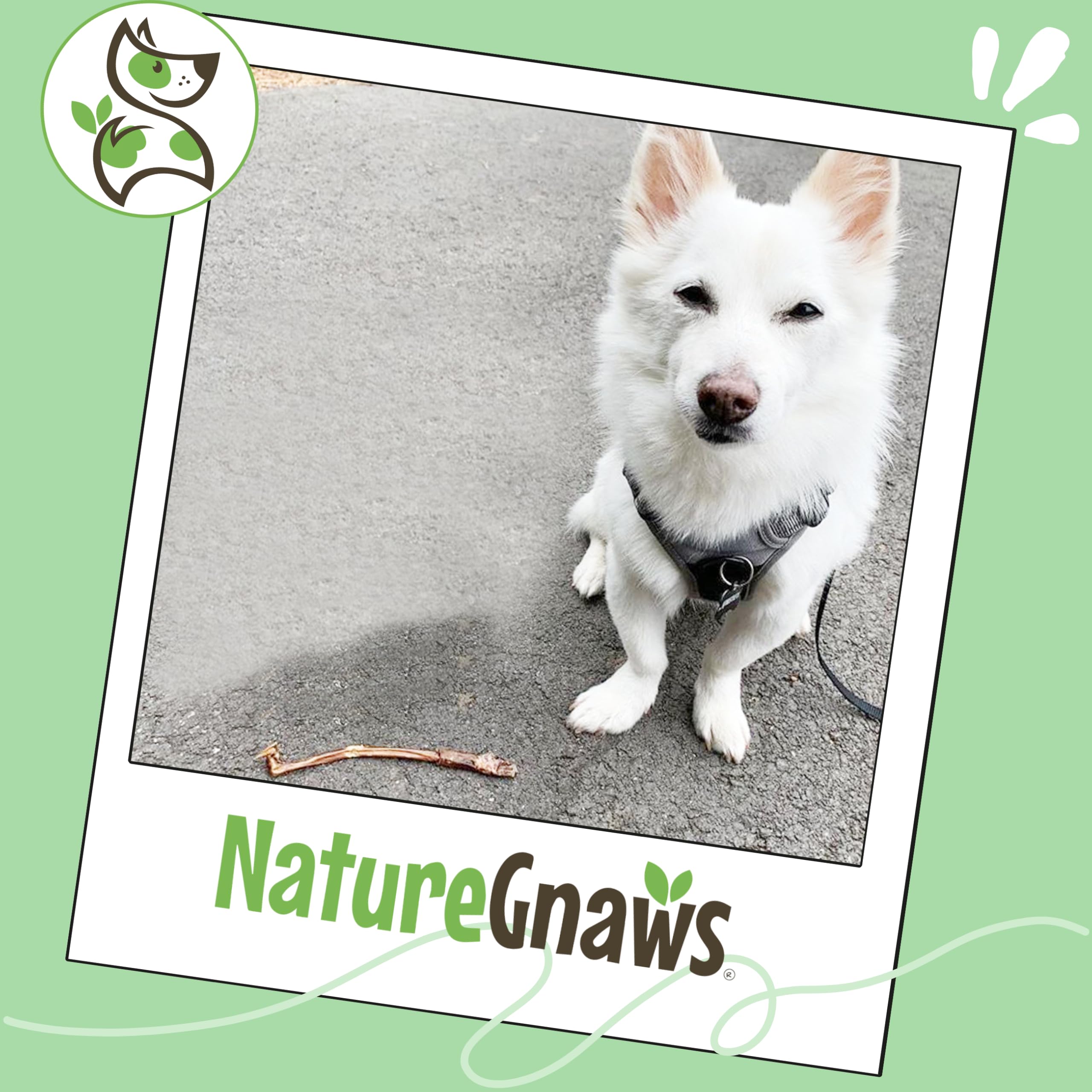 Nature Gnaws rawhide-free dog chews scene emphasizes grain-free quality.