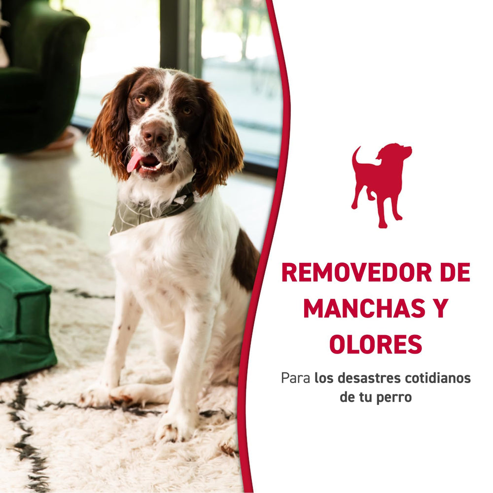 Applying Nature's Miracle on carpet stain to lift odor and stains.