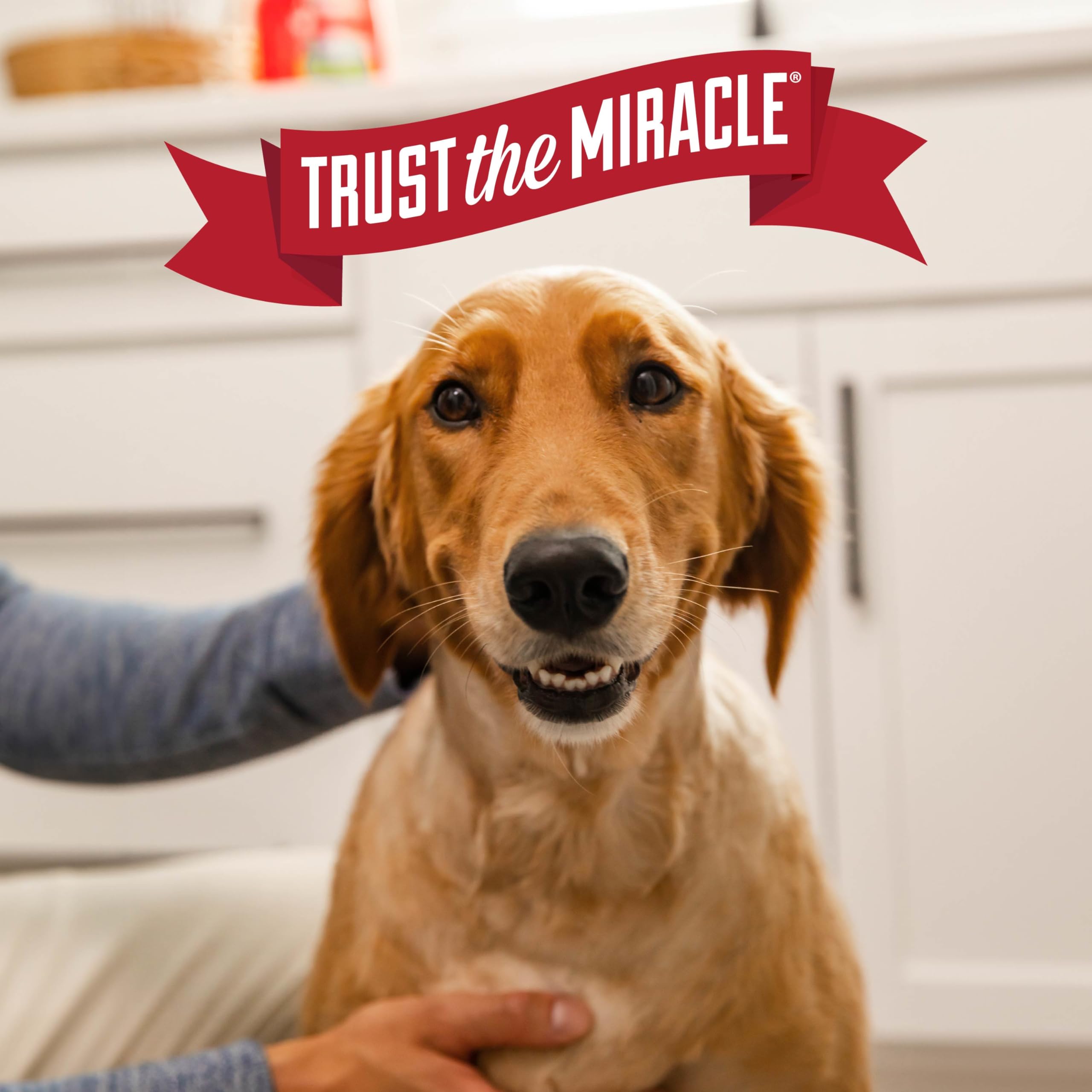 Nature's Miracle treated area drying before pet re-entry.