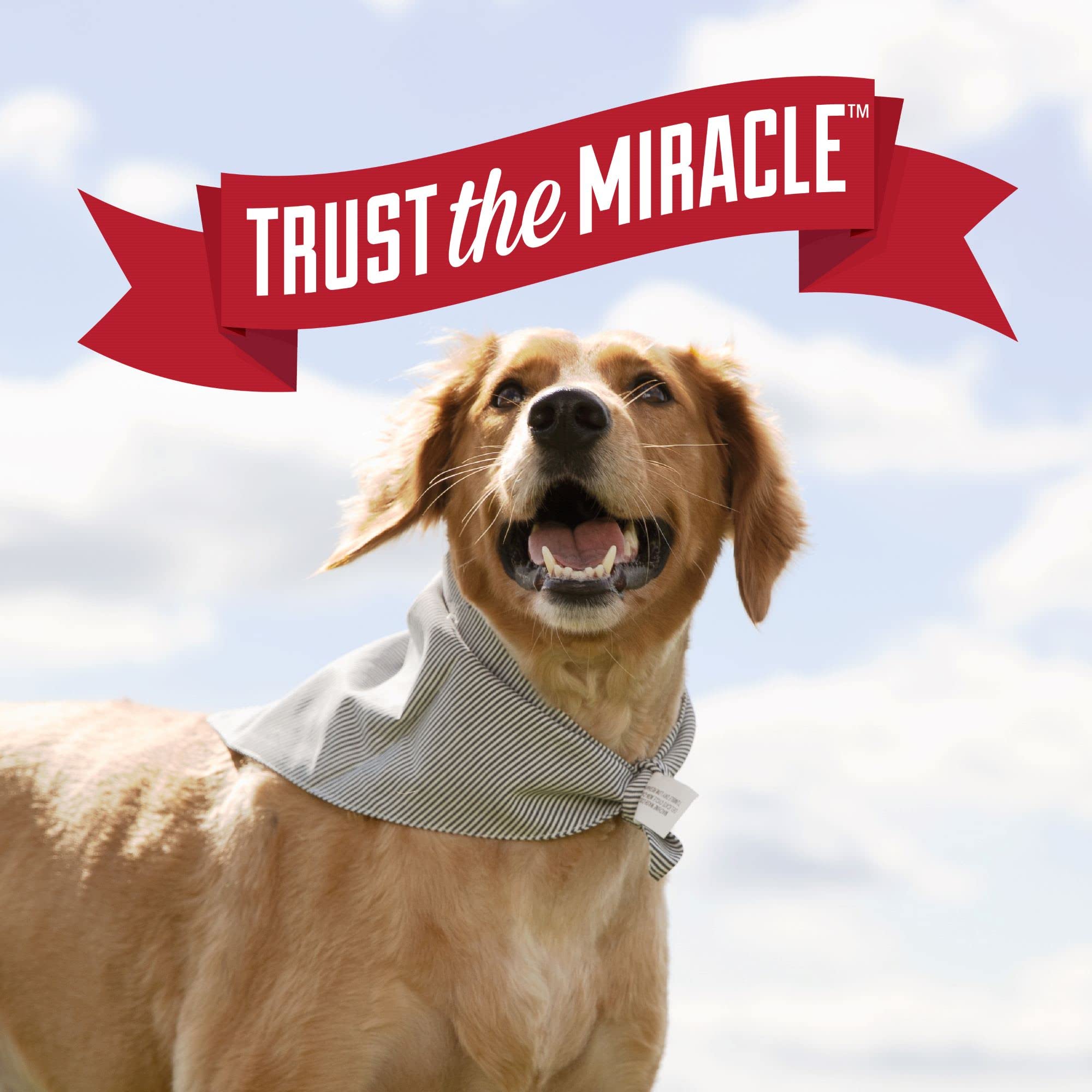 Nature's Miracle Urine Destroyer Plus carpets — deep penetration to lift urine odors.