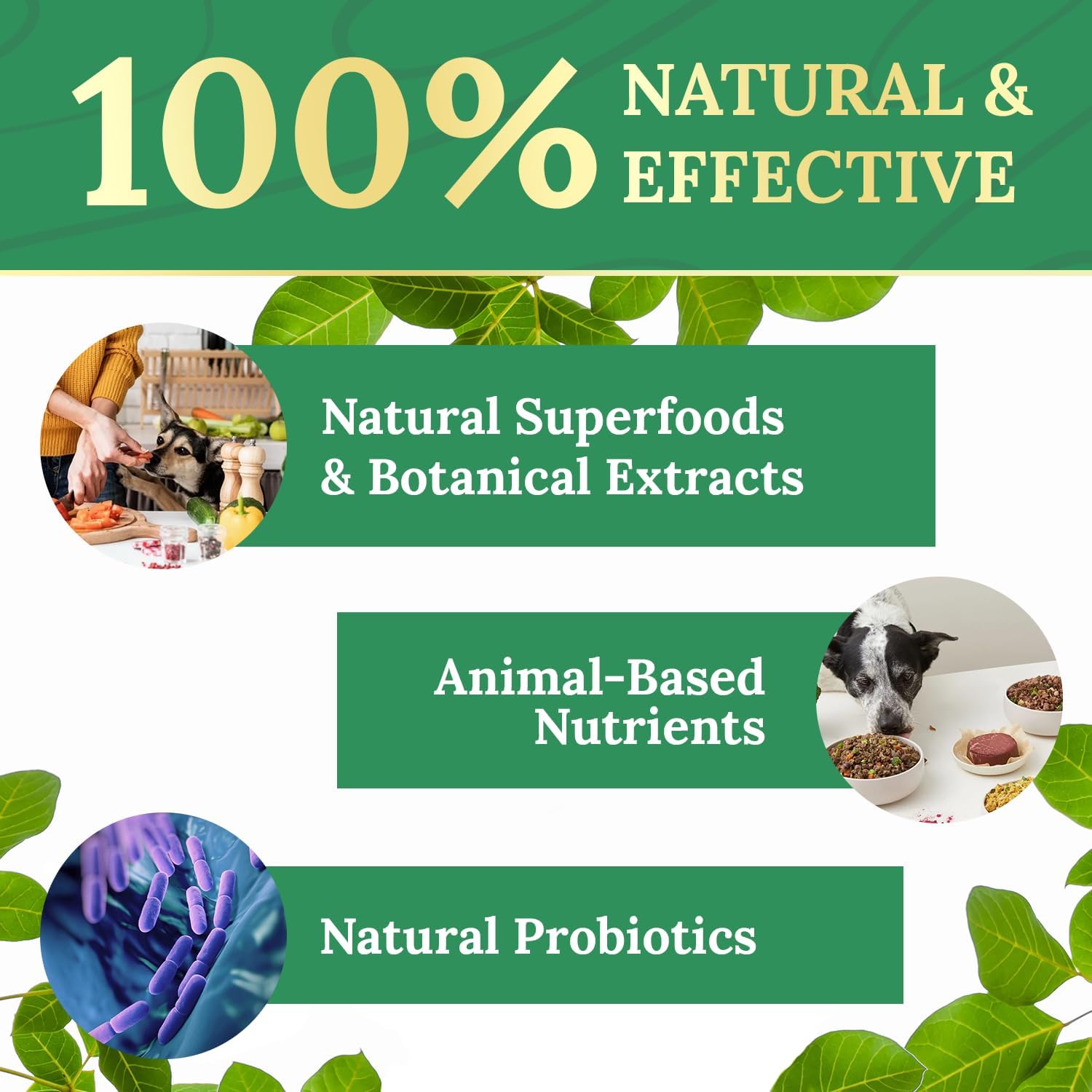 Made in the USA Pawbiotix label with GMP certification