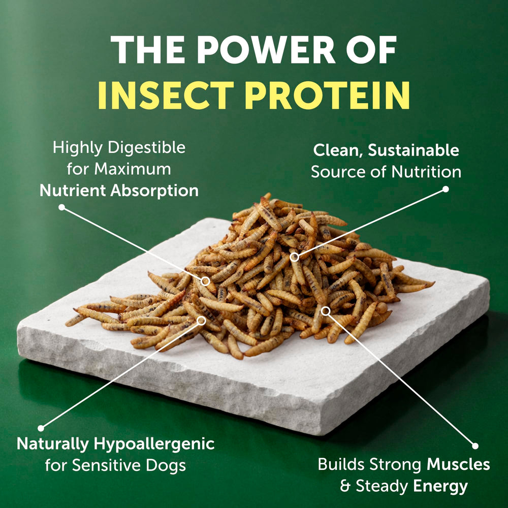 Insect protein ingredient indicating sustainable, digestible nutrition