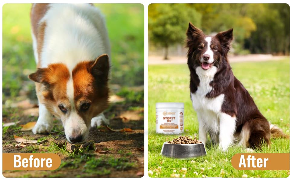Nature's Pure Edge Multi-dog households showing easy feeding for all pets.