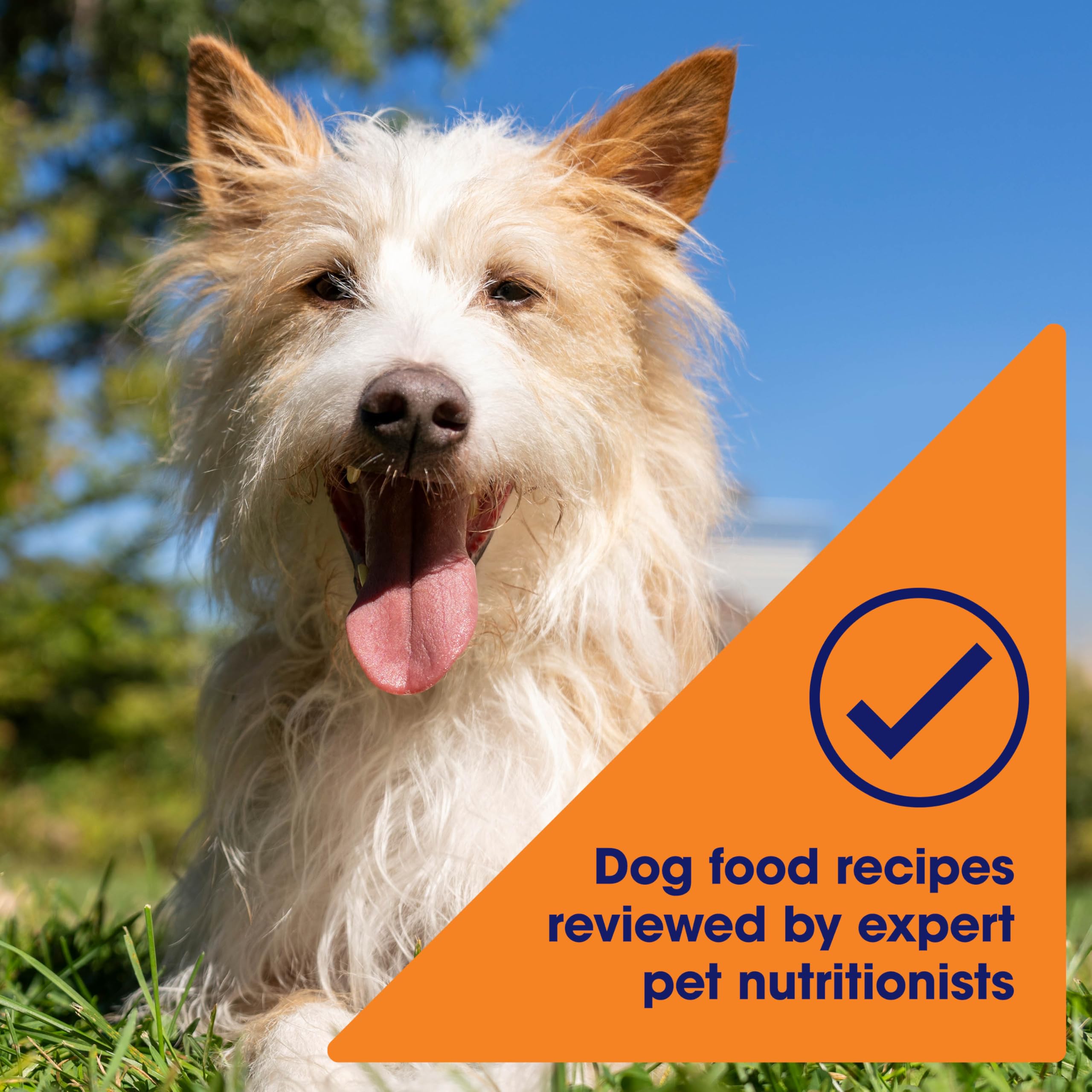 Nature's Recipe adult dog serving setup shows a practical feeding moment.