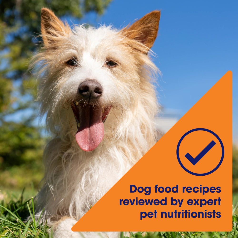 Nature's Recipe adult dog serving setup shows a practical feeding moment.