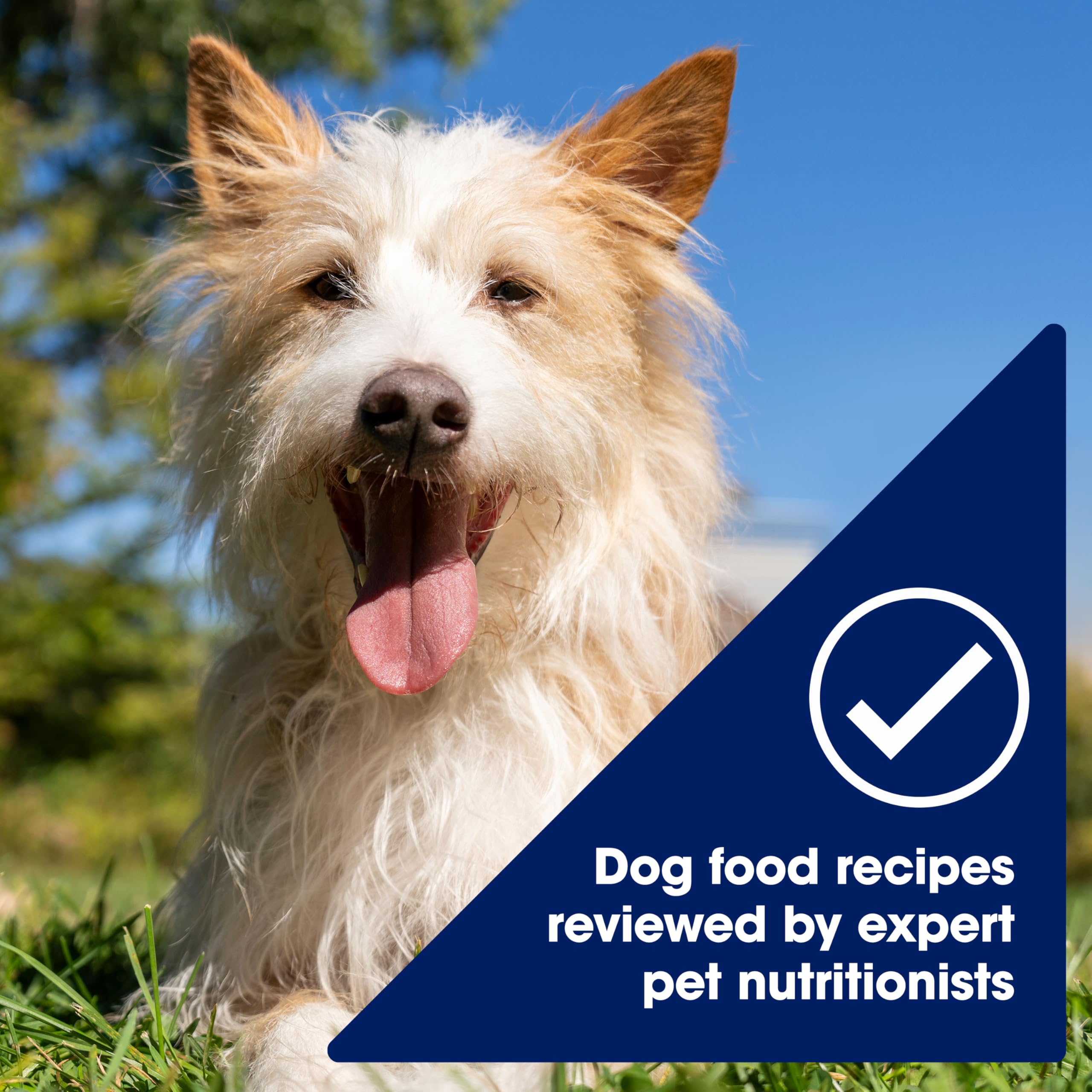Nature's Recipe beef-sweet-potato-pumpkin served in a bowl for dogs