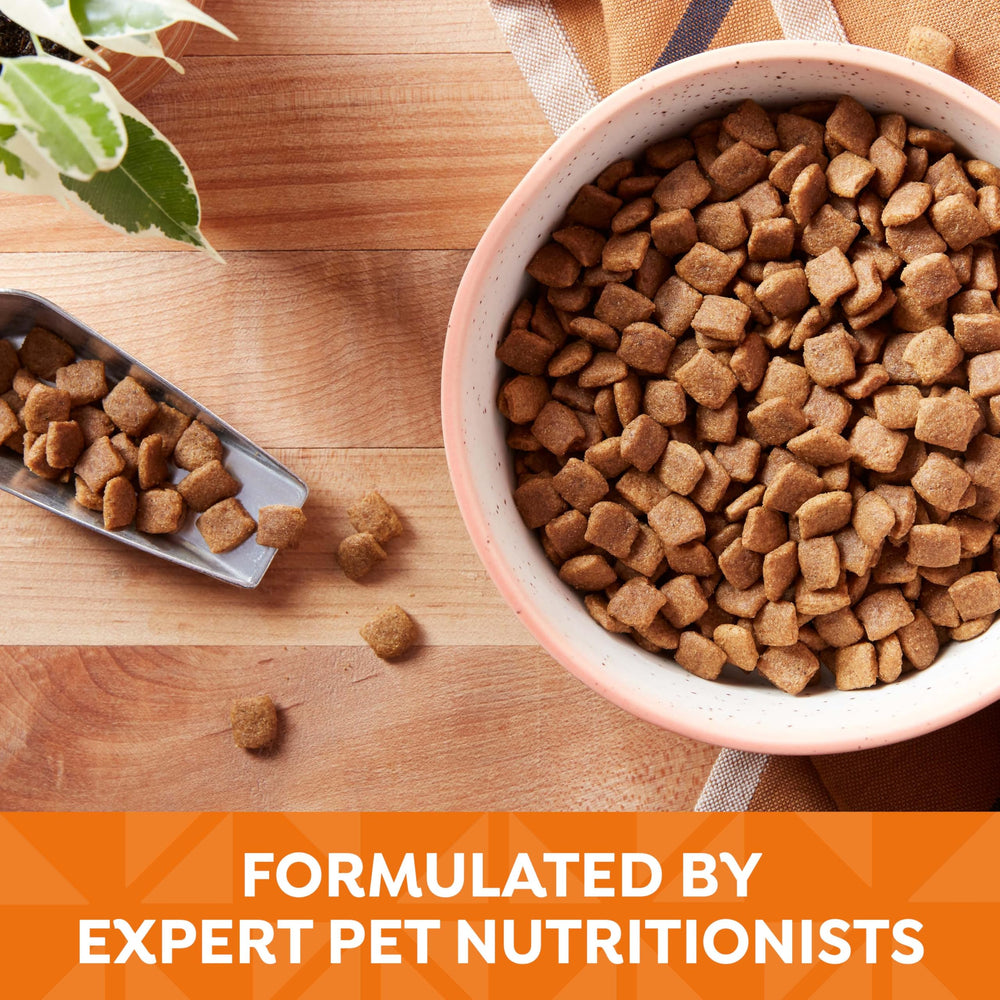 Nature's Recipe dog enjoys a meal from a bowl of kibble