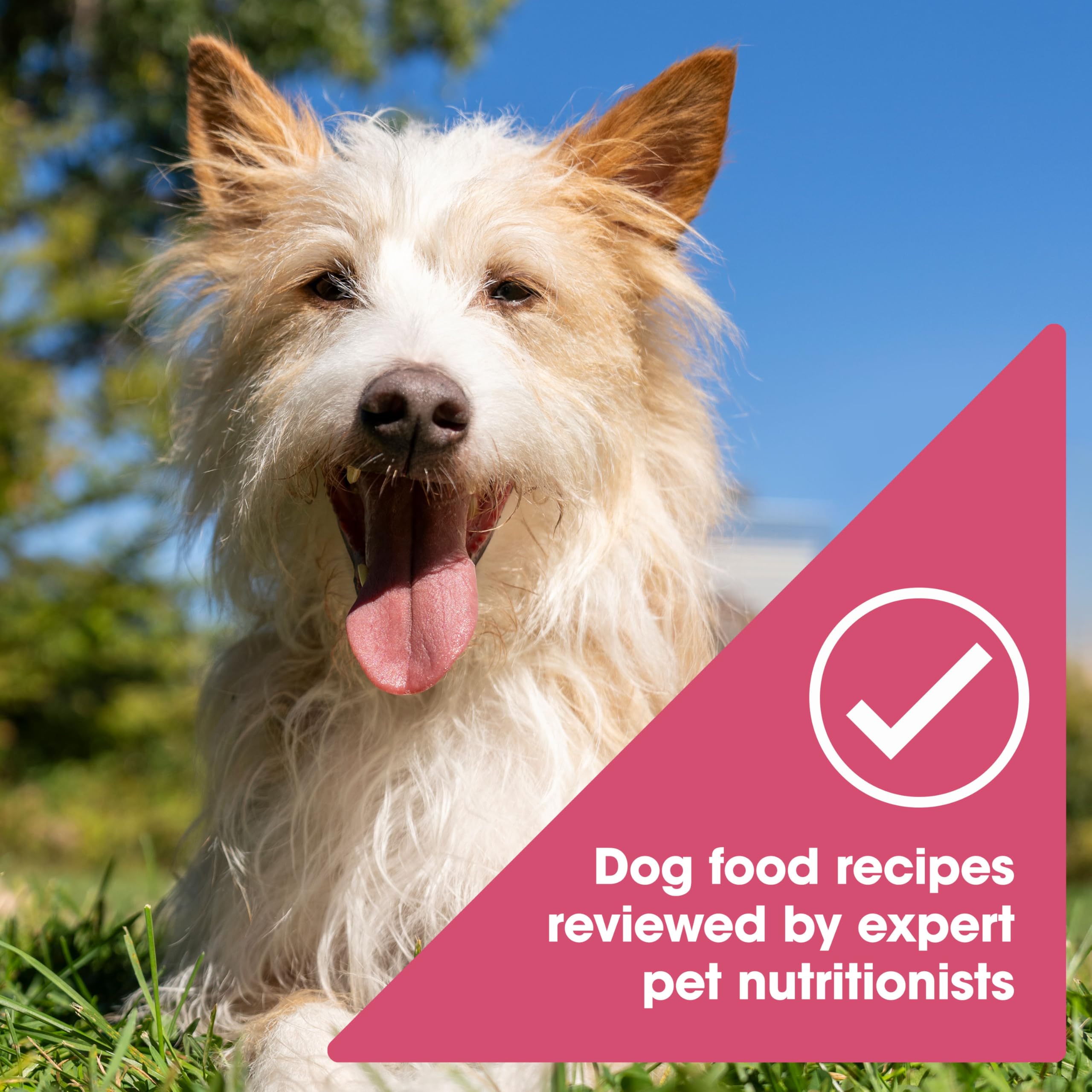 Nature's Recipe dog enjoys wet food served from a bowl