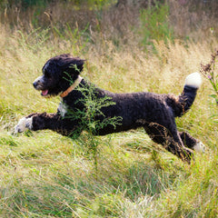 Nature's Recipe real lamb kibble close up, highlighting protein for muscles.