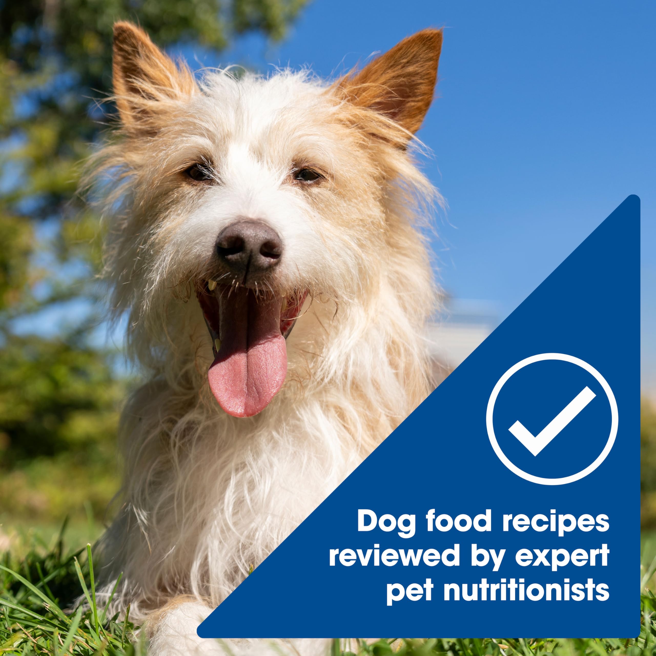 Nature's Recipe no-corn-wheat-soy label highlights clean ingredient standards