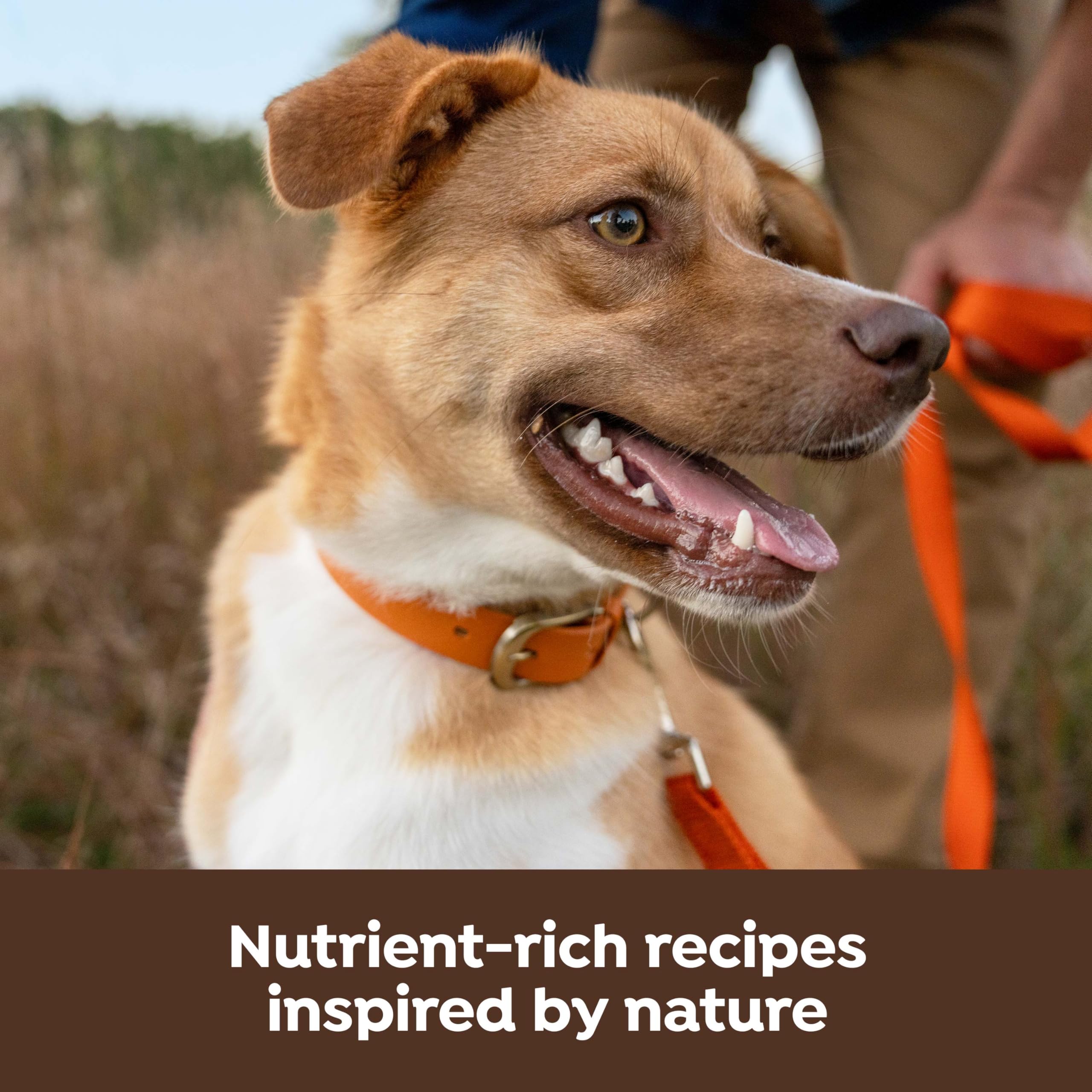 Nature's Recipe omega-6 features support healthy skin and coat.