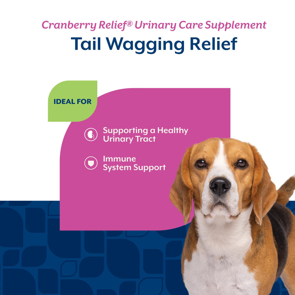 NaturVet chew in a dog's mouth during relaxed moment, suggesting easy daily use.