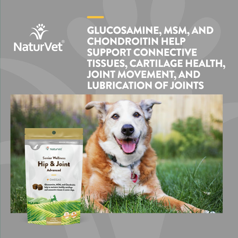 NaturVet Senior Wellness dog enjoying outdoor activity with age-friendly joint support.