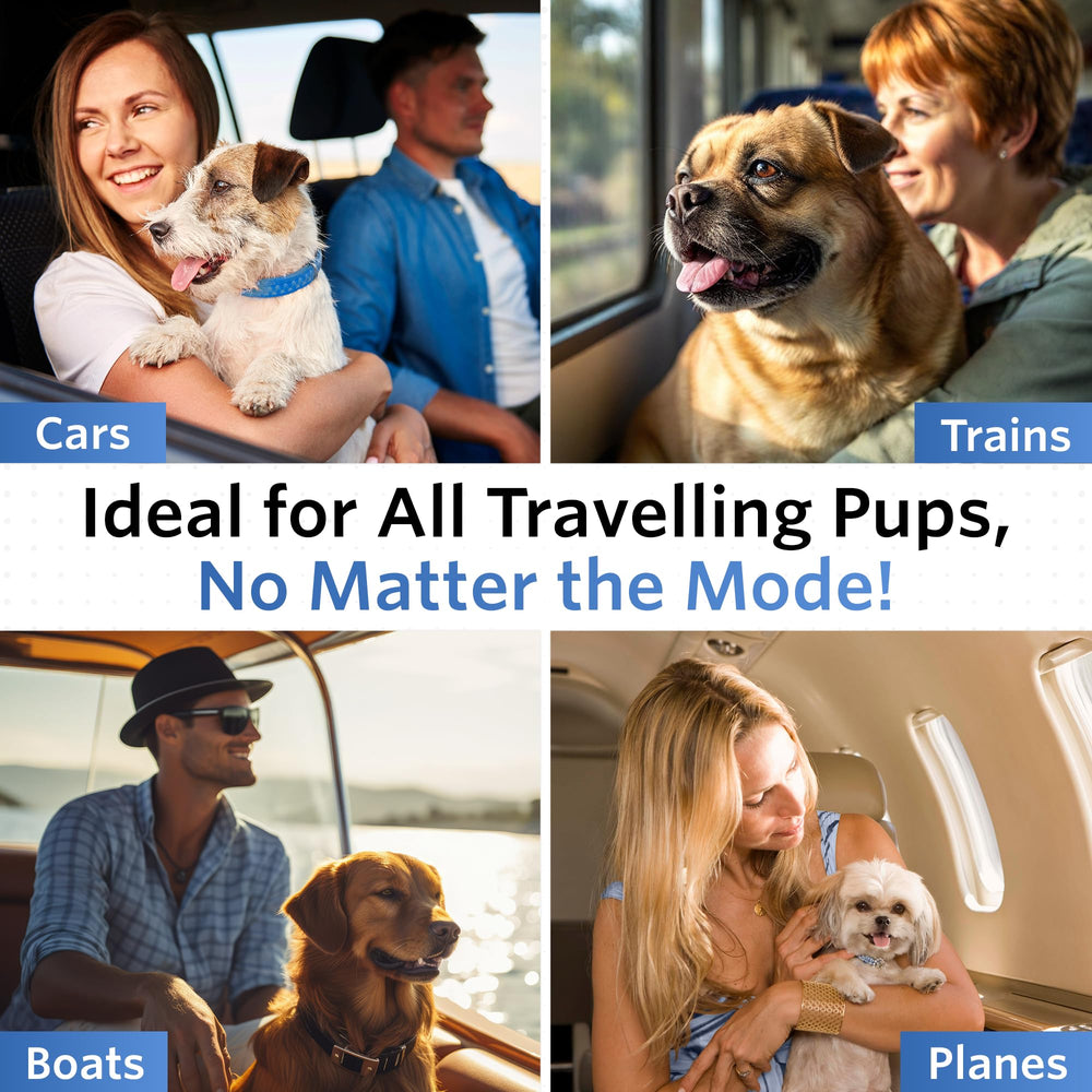 NausX dog in car during travel indicating potential motion comfort