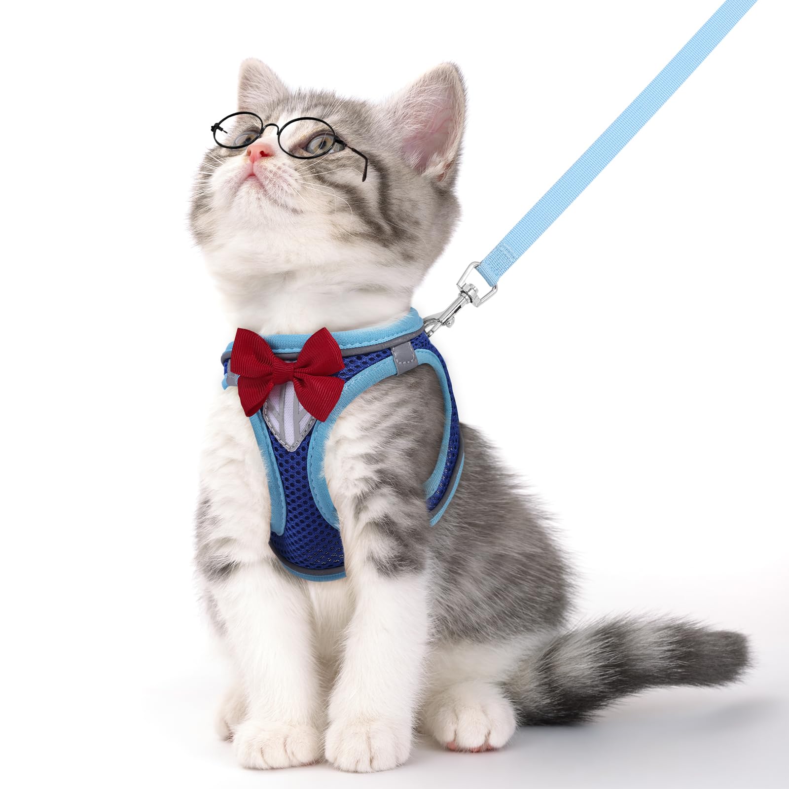 NCMAMA cat vest harness blue shown on kitten for secure outdoor walking