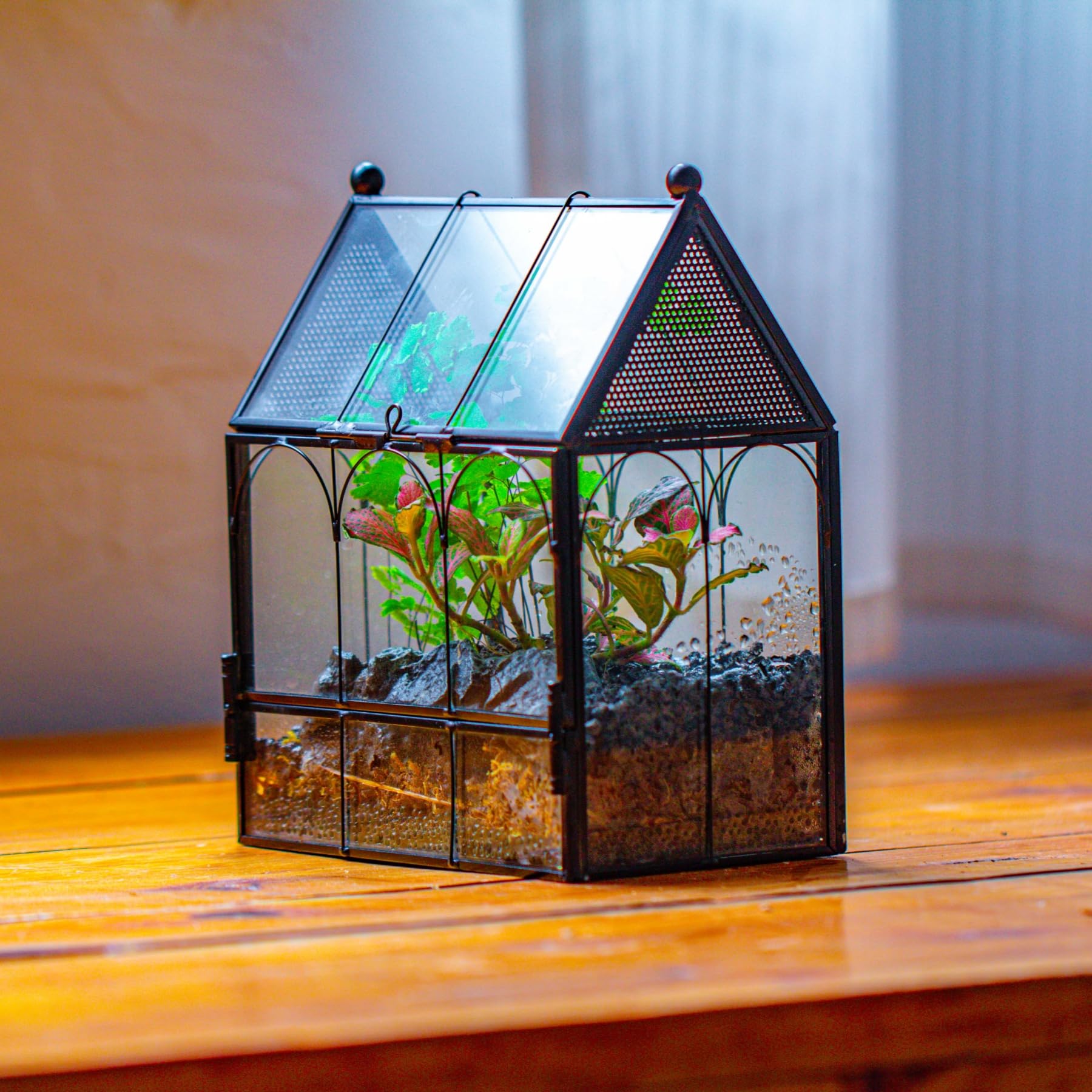 NCYP dry-display friendly terrarium suitable for small succulents and air plants