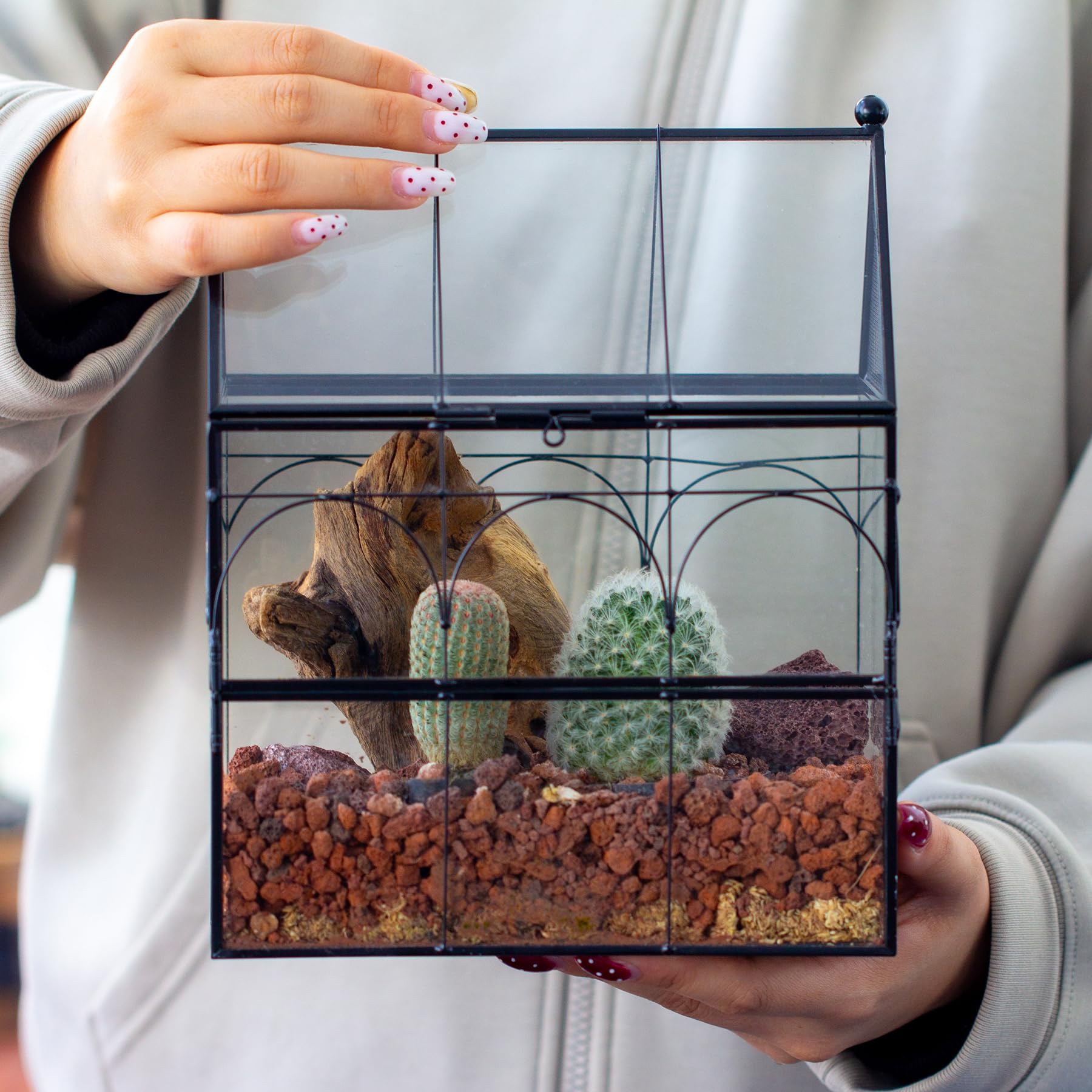 NCYP small air plants and fern setup inside the vented terrarium.