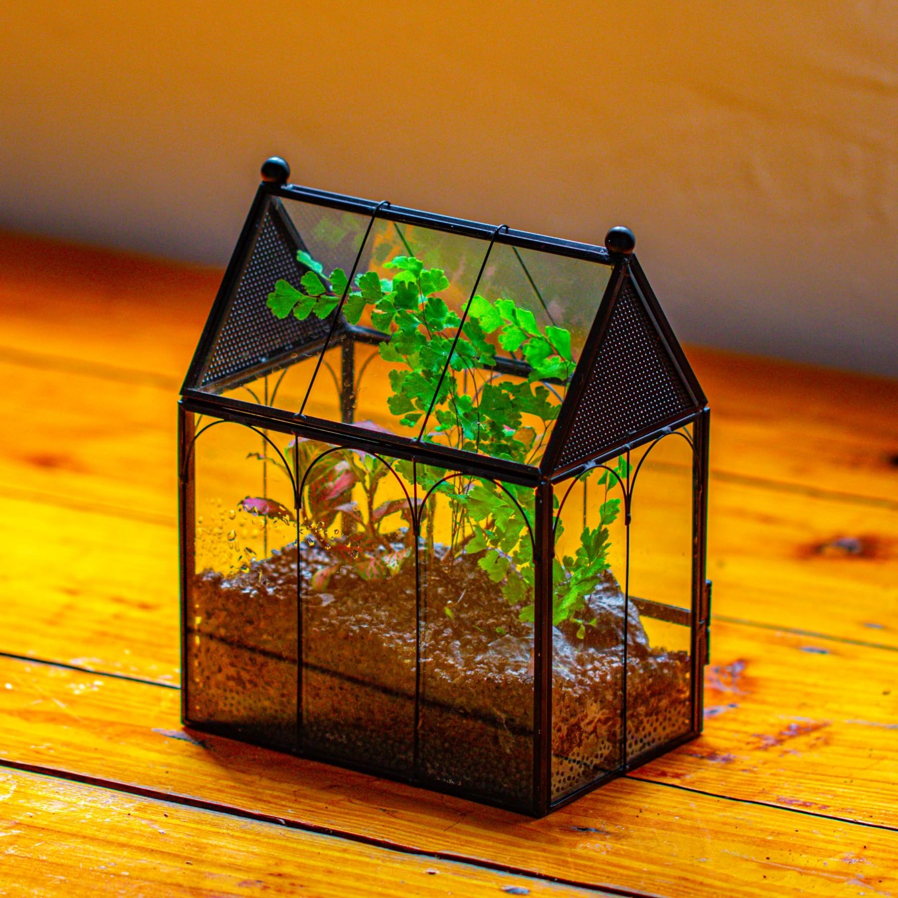 NCYP small glass terrarium dry-use setup ideal for moss or fern accents