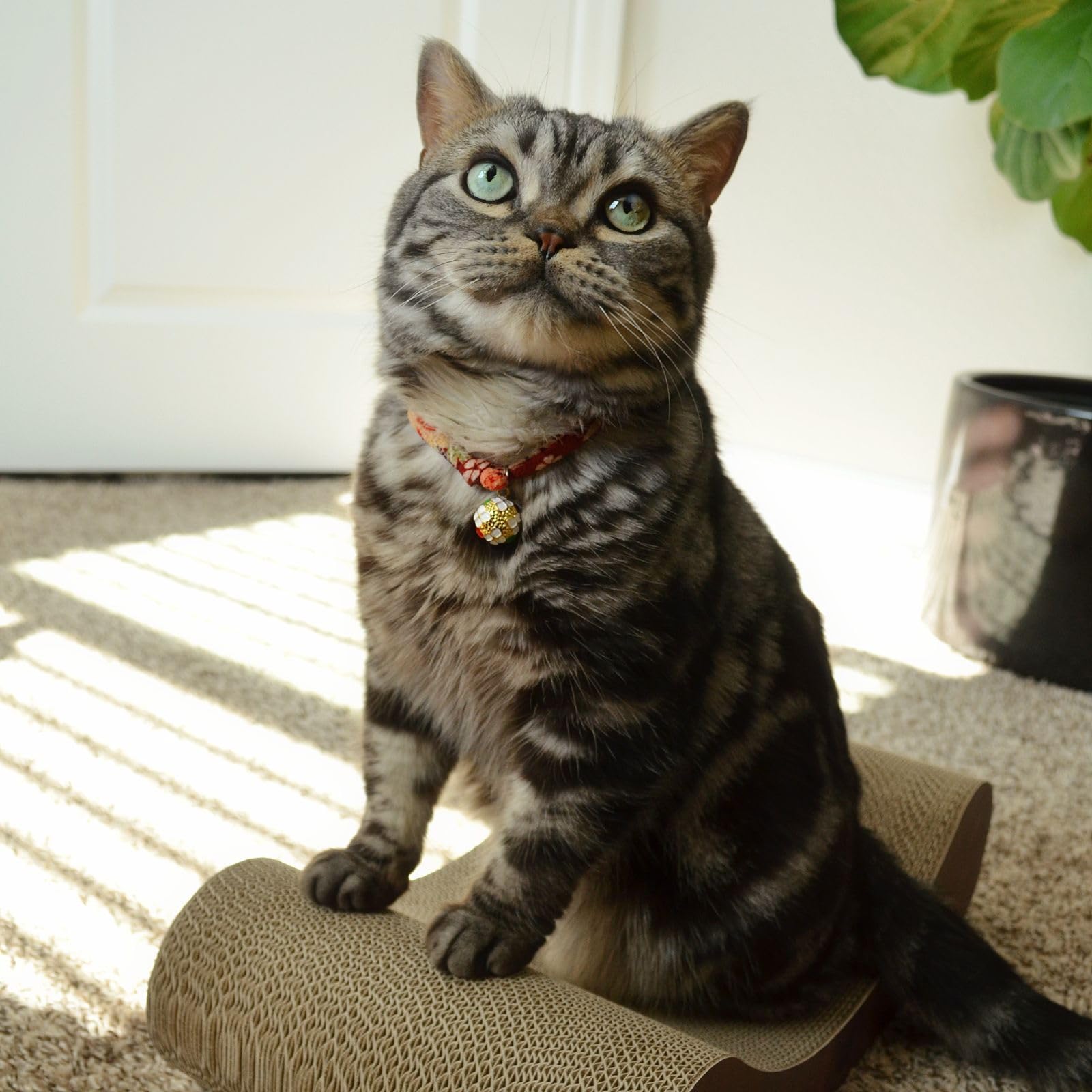 Necoichi cardboard cat scratcher bed reversible use extends lifespan.