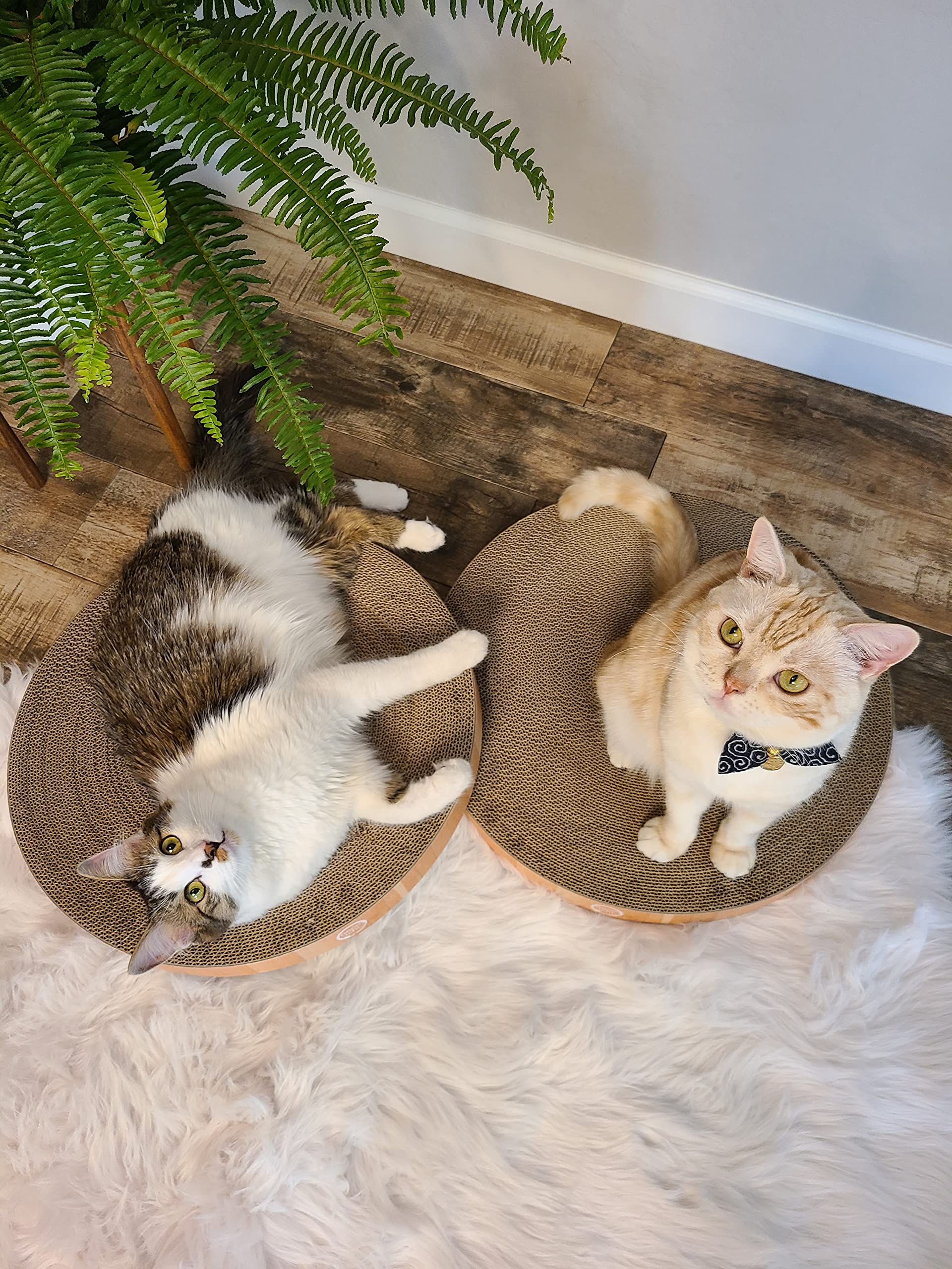 Necoichi cat-scratcher-bowl-lounge shows a cat curled up in comfort.
