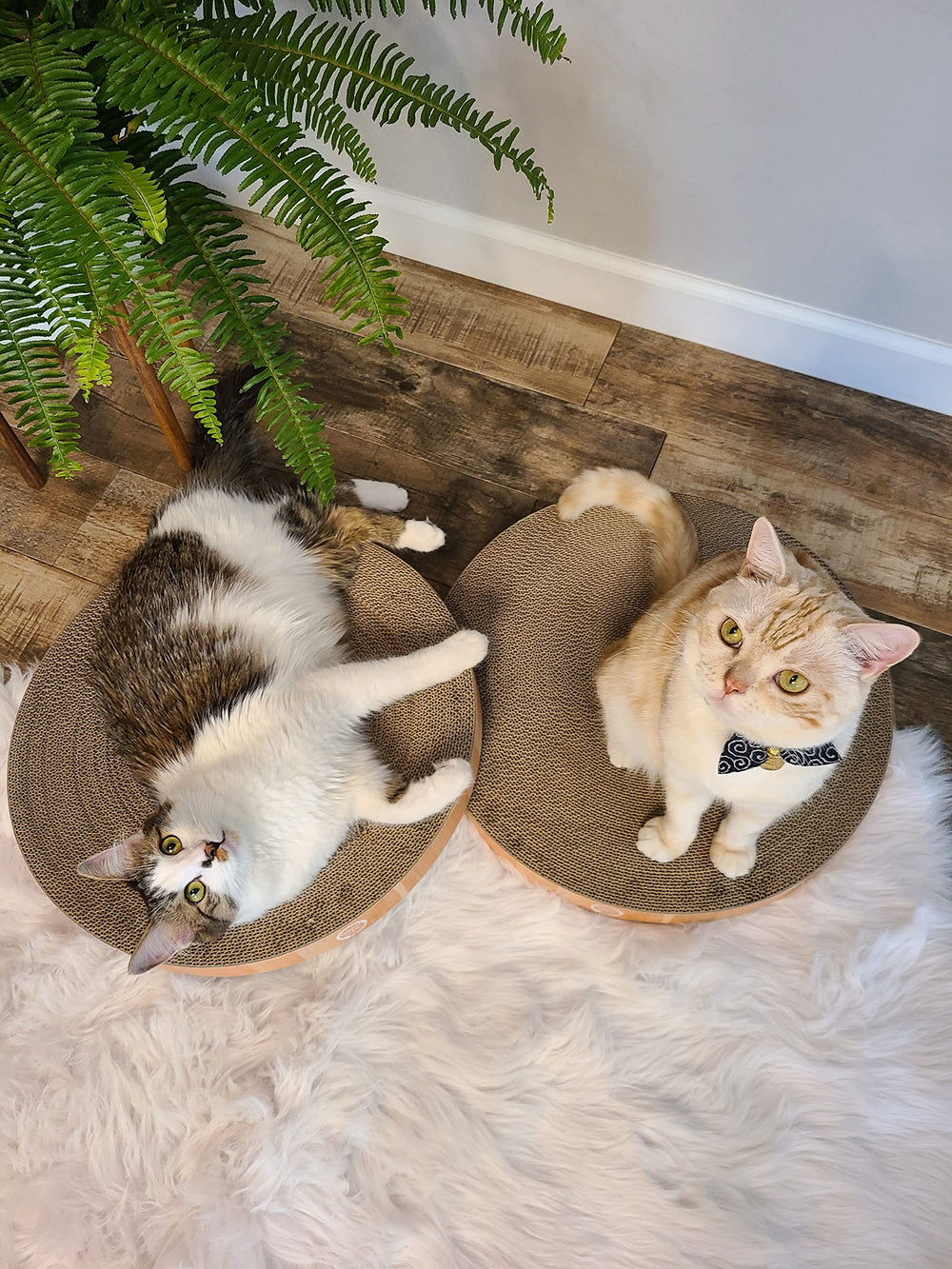 Necoichi cat-scratcher-bowl-lounge shows a cat curled up in comfort.
