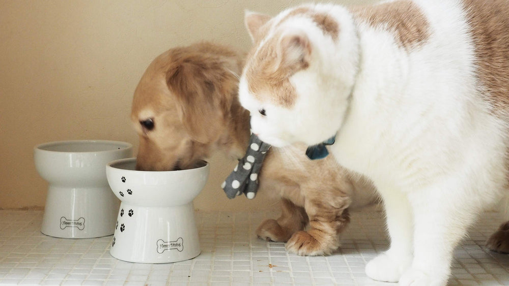 Necoichi porcelain is EC ECC compliant and pet safe.