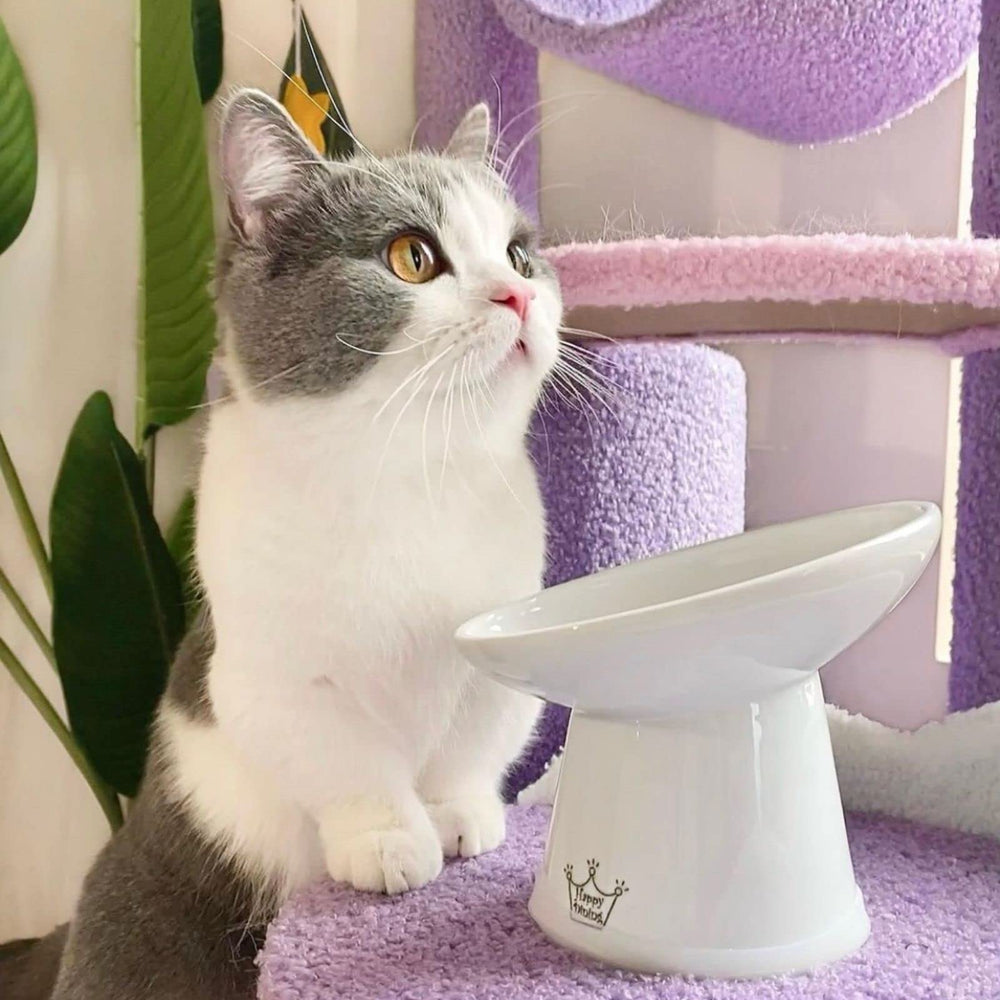 Necoichi porcelain cat bowl is dishwasher and microwave safe