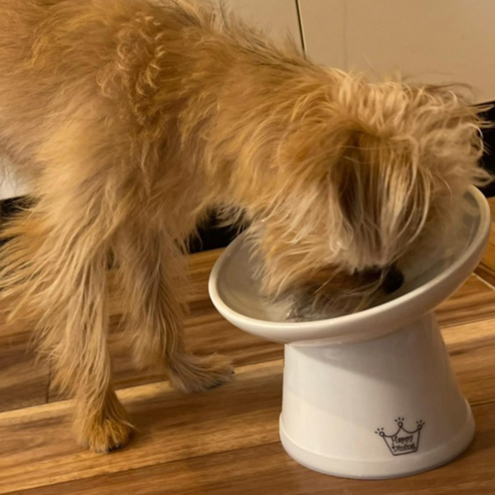 Necoichi raised bowl with stable base prevents accidental spills.