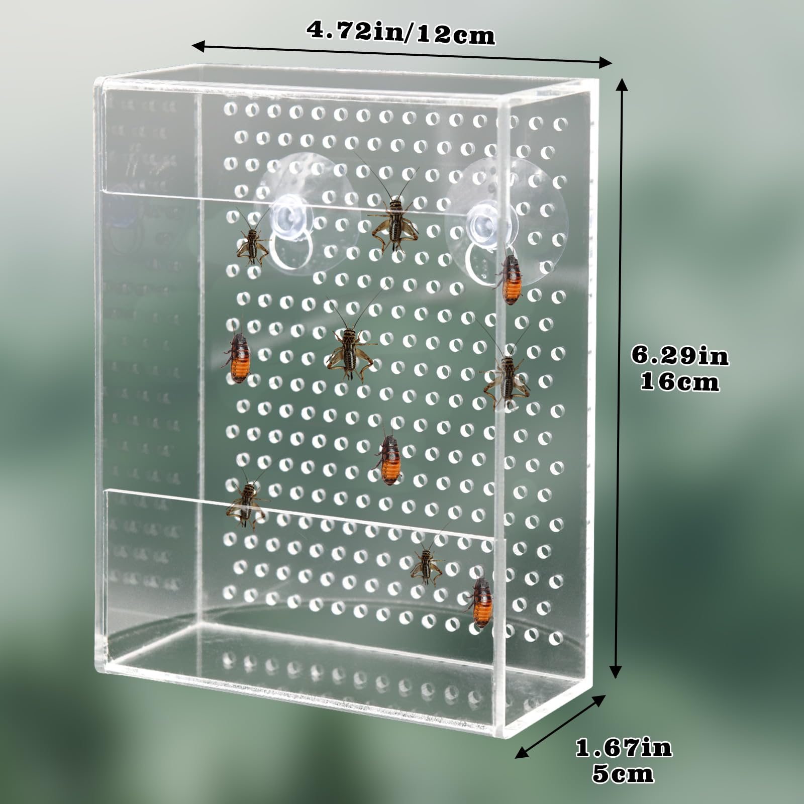 Neeenn Wall-mount feeder in aquarium demonstrates stable feeding spot.